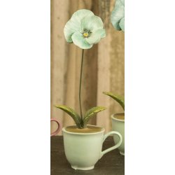 Stedmoderblomst i 4 farver/varianter.